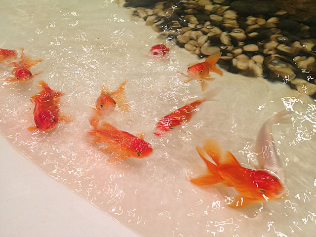 goldfish_2