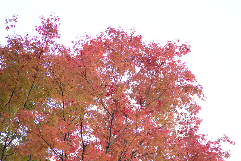 autumn_leaves2013a