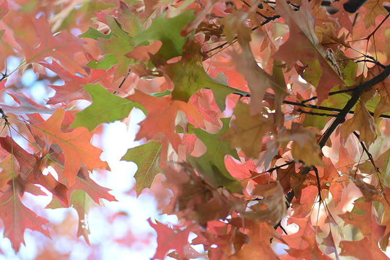 autumn_leaves2013b
