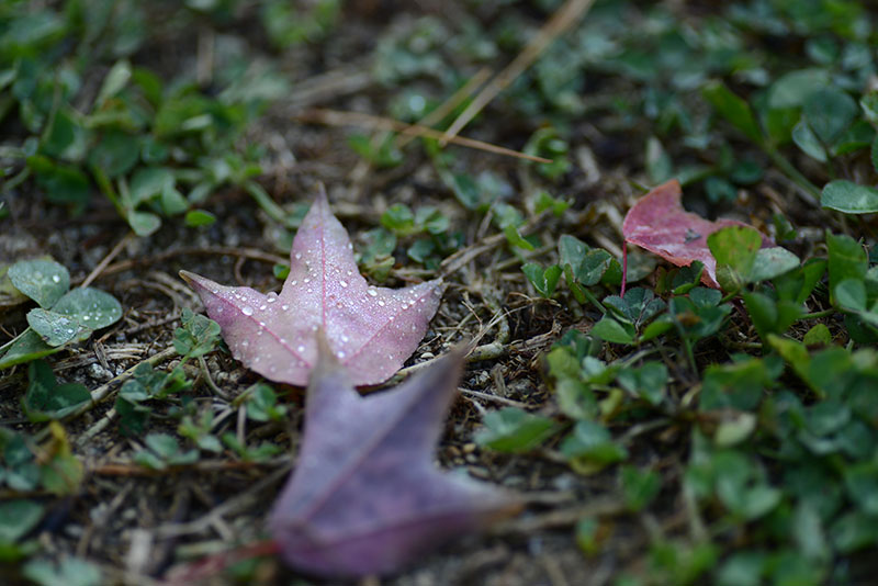 autumn_leaves2013d