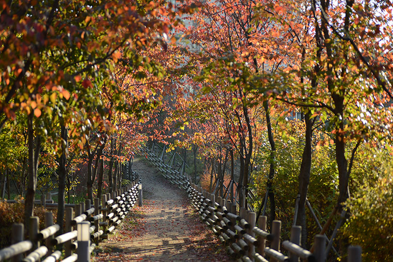 autumn_path