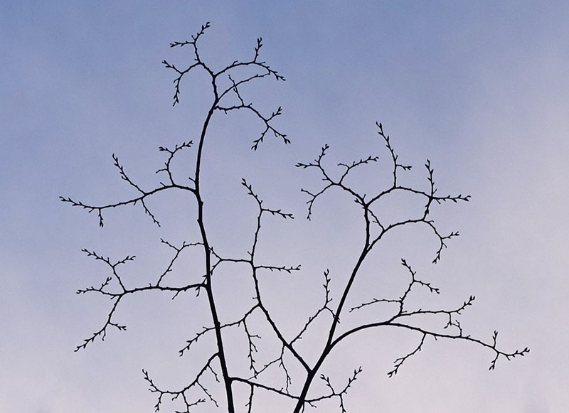 branch_patterns